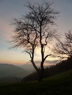 bare autumn tree at dusk