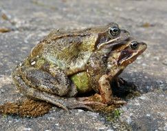 Colorful frogs mating on the ground