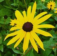 bright yellow flowers among green leaves