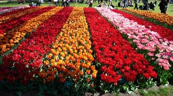 Plantation of multicolored tulips