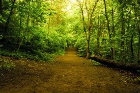road among green trees in the forest