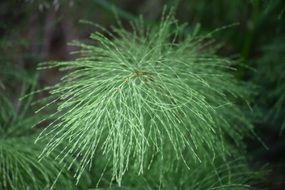 Equisetum sylvaticum, wood horsetail close up