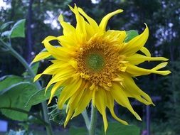 beautiful sunflower blossom