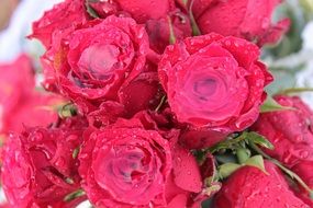 bouquet of red roses in rainwater