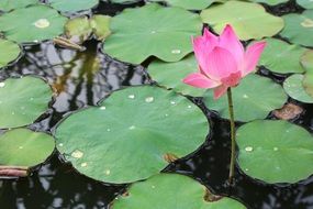 Purple Water Lily Blossoming on pond