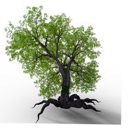 Tree Root drawing