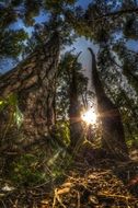 sun through the trees in the park