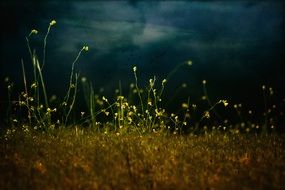 yellow delicate flowers in the night sky landscape