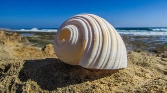 seashell on the sea beach