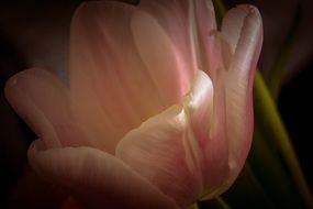 pale pink tulip in the dark