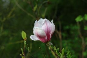white-pink magnolia on a background of greenery