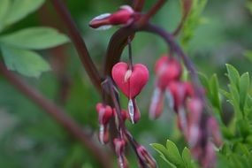 Watery hear flowers blossom