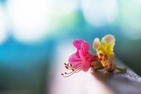 Macro photo of the colorful flowers