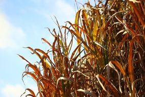 tall yellow Grass at blue sky, Autumn