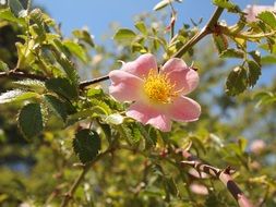 pale pink flower on a bush on a sunny day