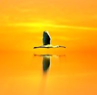 heron flies over the water against the orange sky