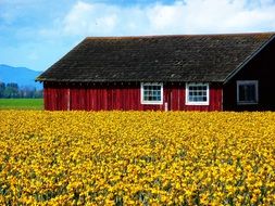 picturesque Daffodils Spring Flower