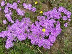 small purple and yellow flowers in the meadow