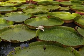 Green Lilies Plants in Pond closeup