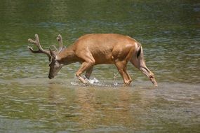 deer on fodopoy in the reserve