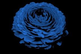 blue ice flower on a black background