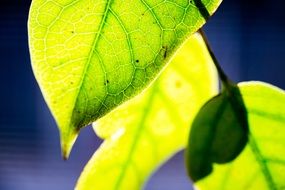 closeup view of green leaves in the light of the sun