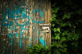 Old Door in Wood