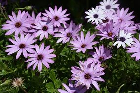 A lot of purple daisies on a garden