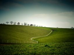 distant view of trees on the hill