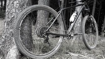 black and white photo of a bicycle near a tree