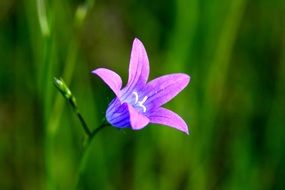 colorful tiny flower close-up