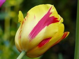 picturesque yellow-pink Tulip