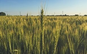 Wheat field in spring time