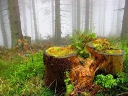 tree stumps in front of foggy forest