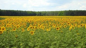 field of blooming Sunflowers at forest, Landscape