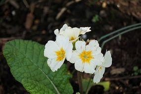 nicw Primrose Flower