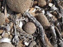 dry seaweed on the sand at the beach