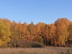 brown yellow autumn forest