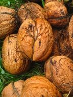 fresh walnuts on green leaves