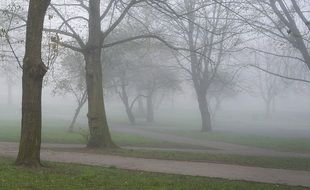 foggy park in the early morning