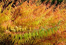 Bush with colorful leaves in autumn