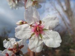 white Almond Blossom, macro