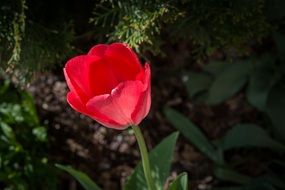 photo of a red tulip on the background of the forest