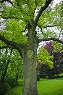 Tree in the green park in nature