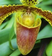 Close-up of the beautiful motley brown orchid with green leaves