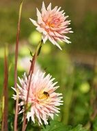 Pink Nature Plant Dahlia