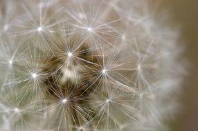 Dandelion seeds, top view, Macro