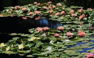 Lily Pads