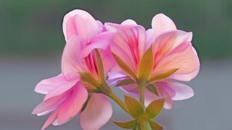 pink geranium blossom