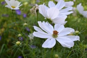 White and other colorful flowers on the meadow